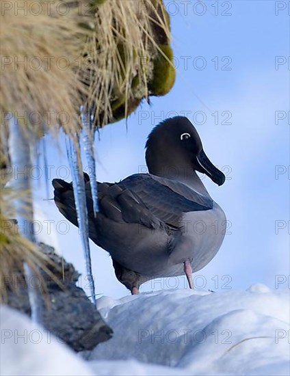 Light-mantled Sooty Albatross