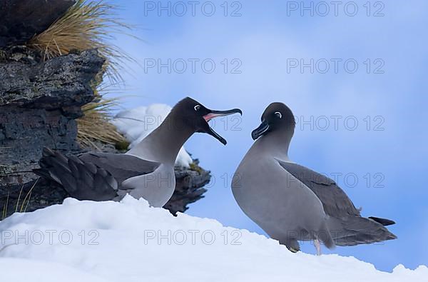 Light-mantled Sooty Albatross