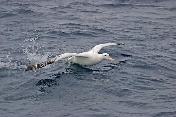 Wandering Albatross