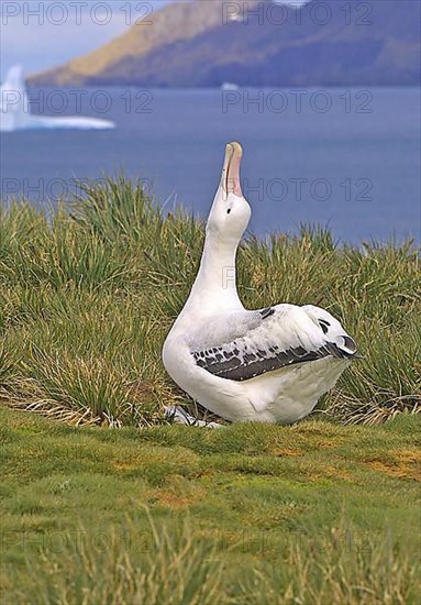 Wandering Albatross