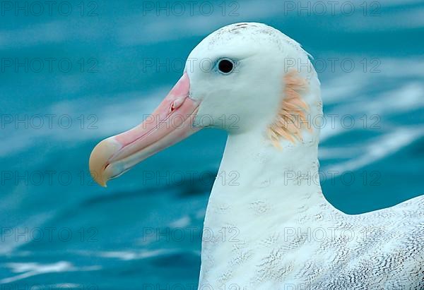 Wandering albatross