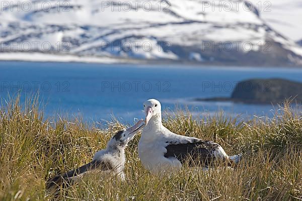 Wandering albatross