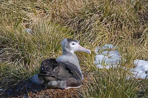 Wandering albatross