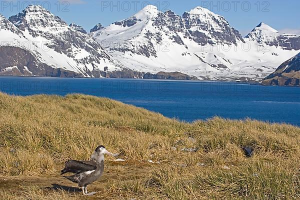 Wandering albatross