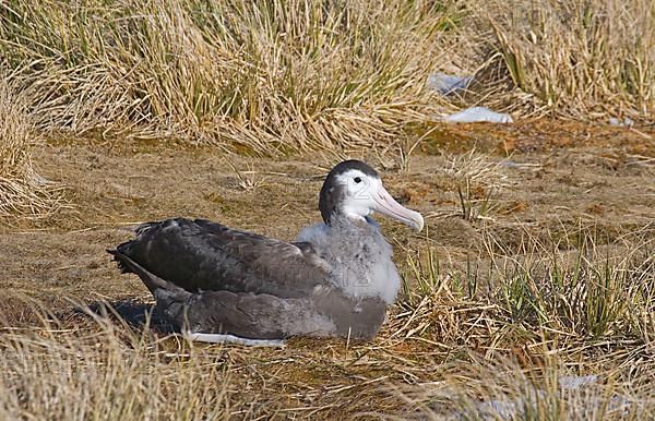 Wandering albatross