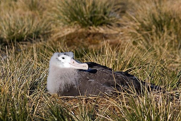 Wandering albatross