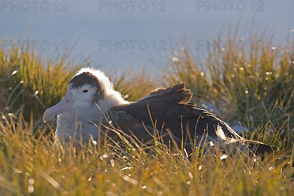 Wandering albatross