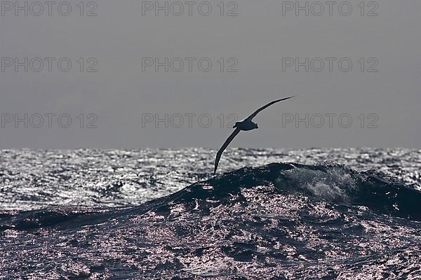 Wandering albatross