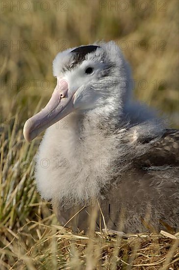 Wandering albatrosses