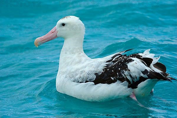 Wandering albatross