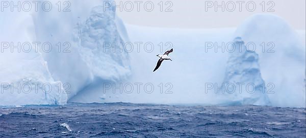 Wandering albatross