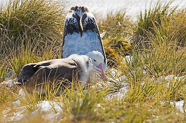 Wandering albatross