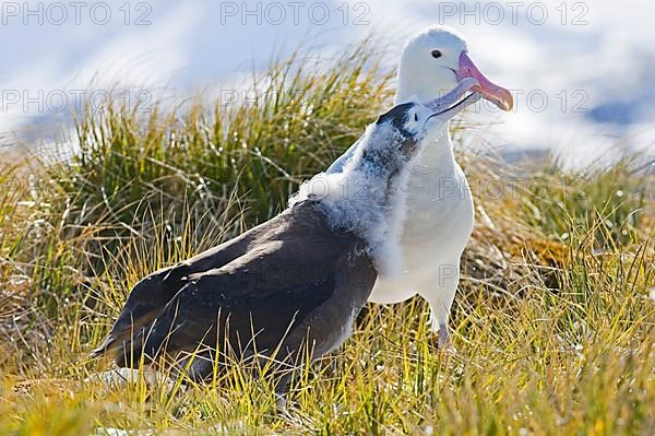 Wandering albatross