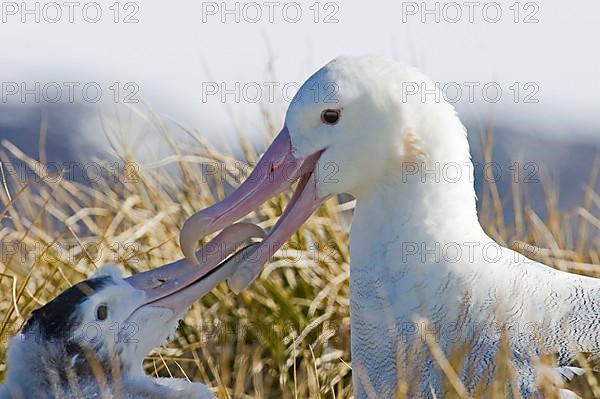 Wandering albatross