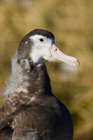 Wandering albatross