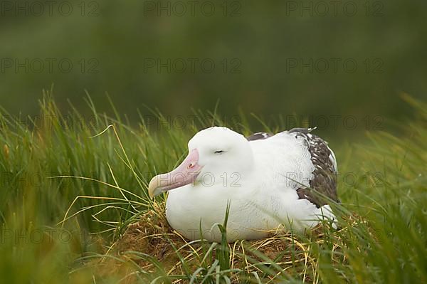 Wandering albatross