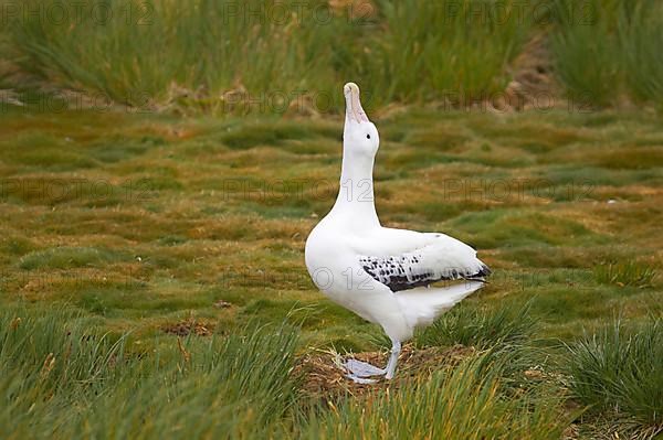 Wandering albatross