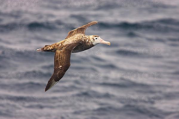 Wandering albatross