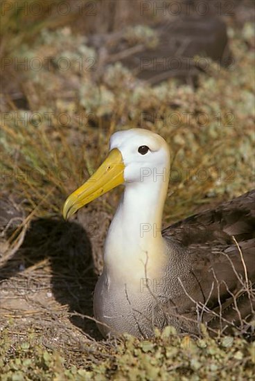 Waved Albatross