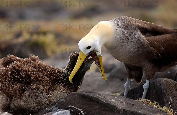 Waved albatross