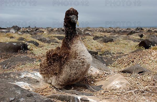 Waved Albatross