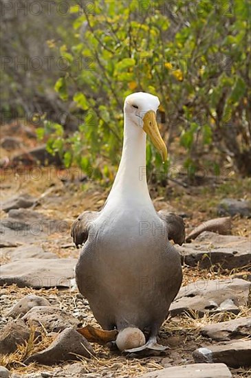 Galapagos Waved Albatross