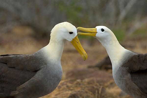 Galapagos Waved Albatross