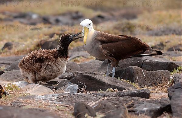 Waved albatross