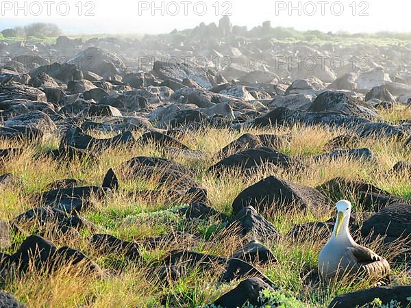 Waved albatross