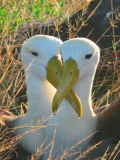 Waved Albatross