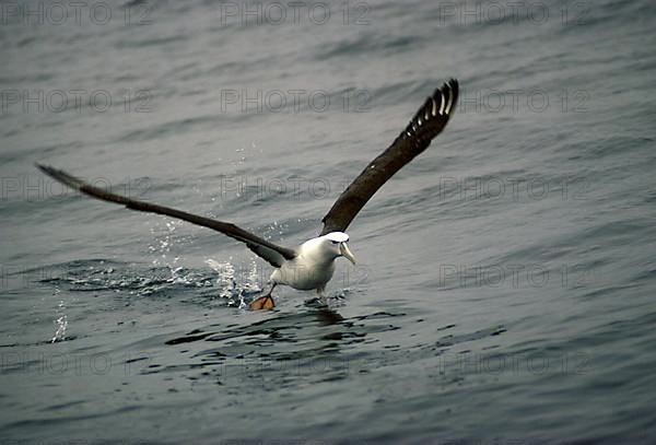 White-capped albatross