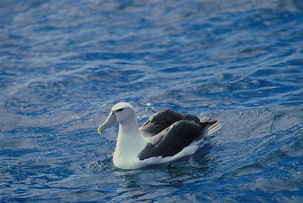 Shy albatross