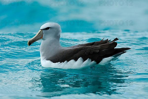 Adult salvin's albatross