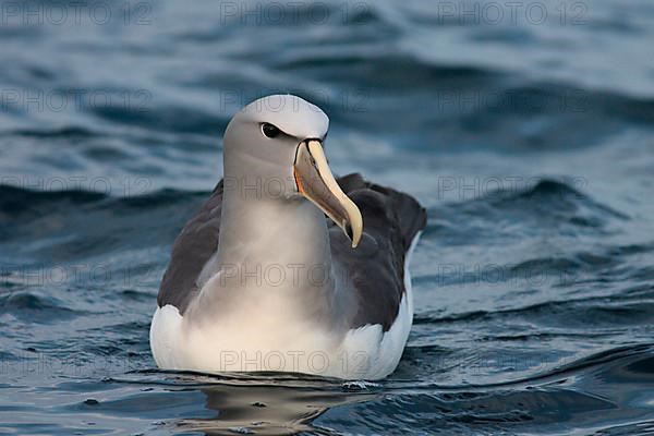 Adult salvin's albatross