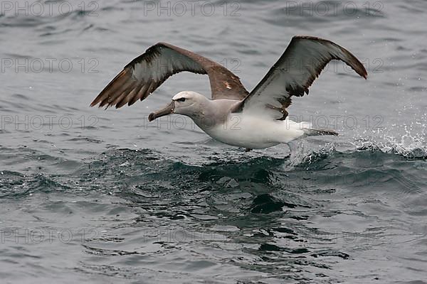 Salvin's Albatross