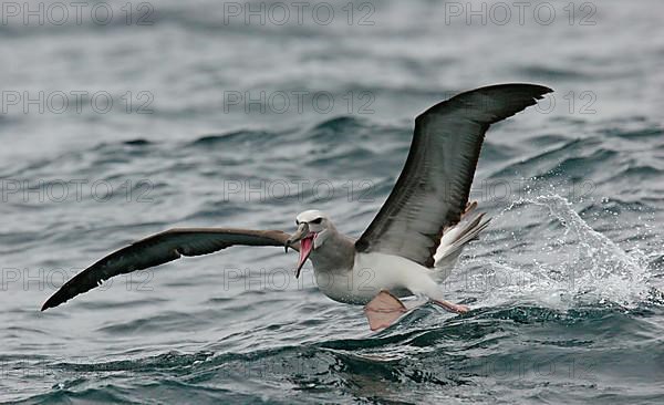 Salvin's Albatross