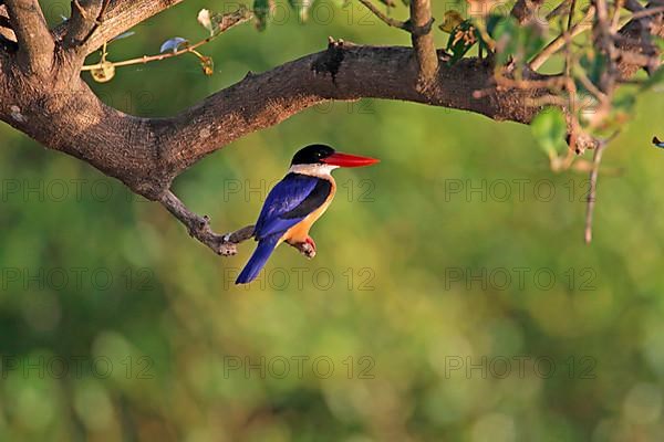 Black-capped kingfisher