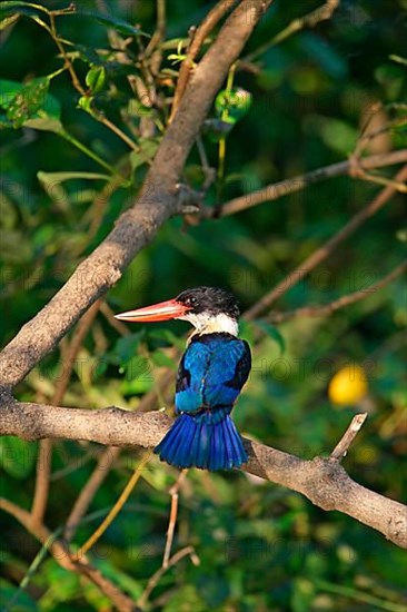 Black-capped kingfisher