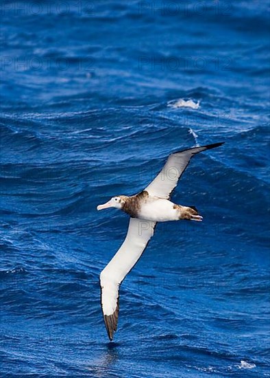 Antipodean albatross