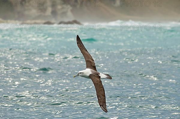 New Zealand shy albatross