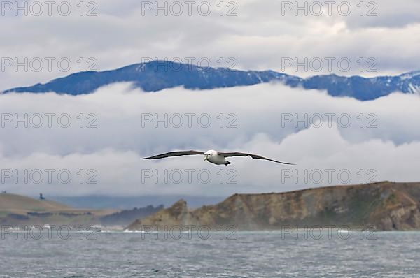 New Zealand shy albatross