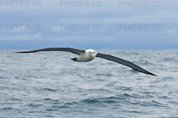 New Zealand shy albatross