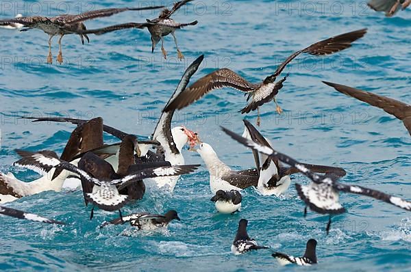 New Zealand shy albatross