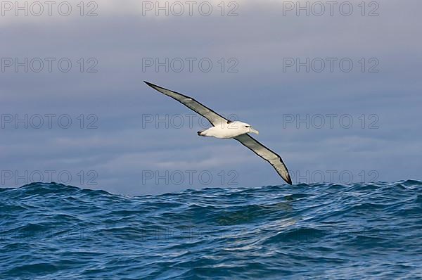 New Zealand shy albatross