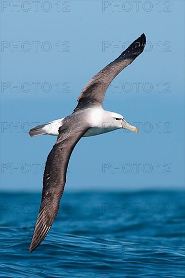 New Zealand shy albatross