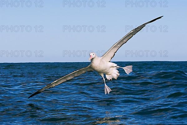 Gibson's antipodal albatross