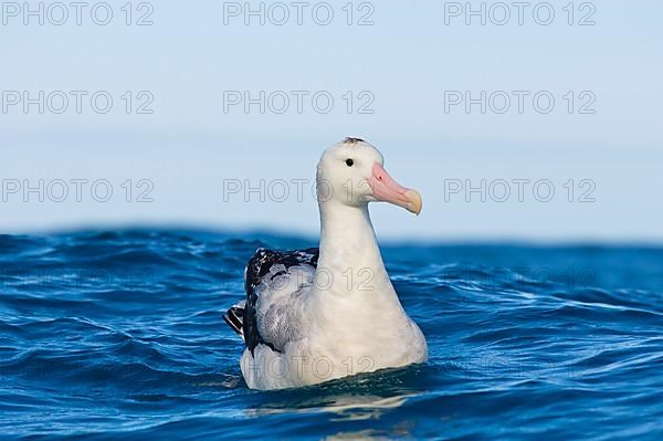 Gibson's antipodal albatross