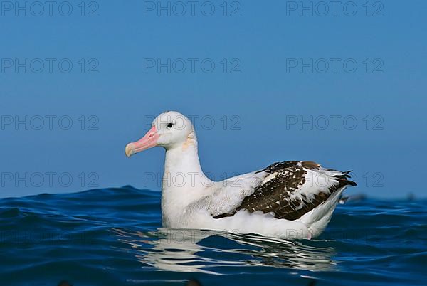 Gibson's antipodal albatross