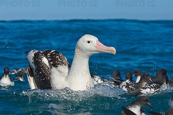 Gibson's antipodal albatross