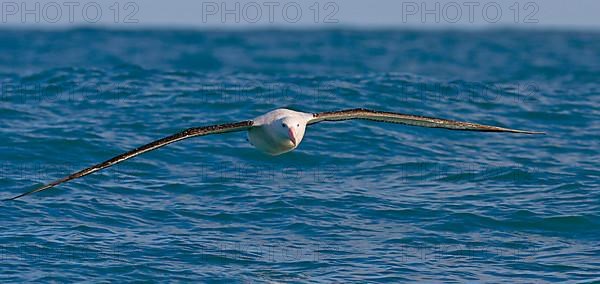 Gibson's antipodal albatross